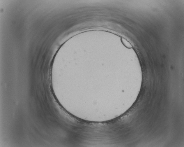 X0000062891526200602101729