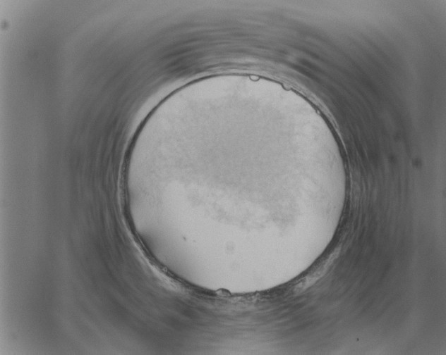 X0000062891533200602101729