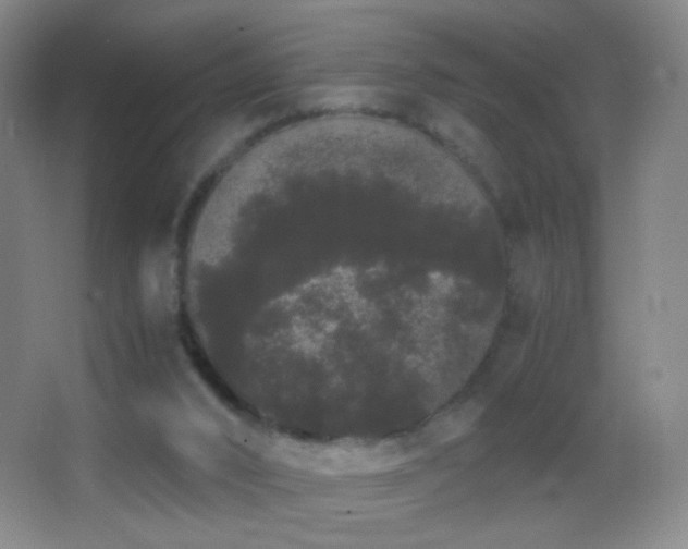 X0000062900016200601131412