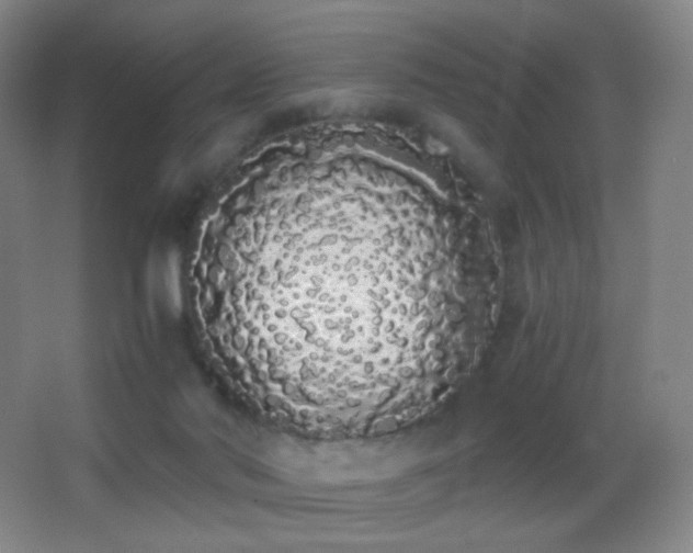X0000062900022200601131412