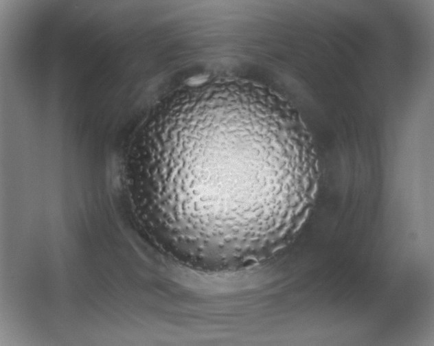 X0000062900038200601131412