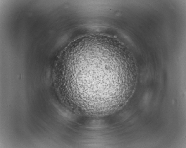 X0000062900314200601131407