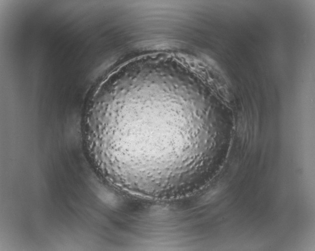 X0000062900394200601131406
