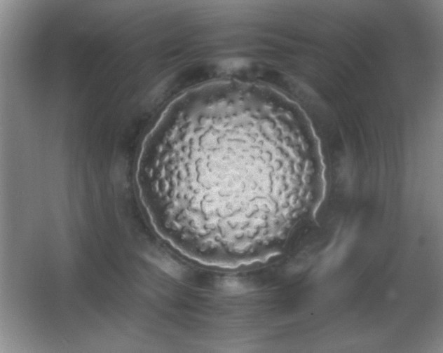 X0000062900565200601131403