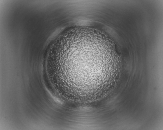 X0000062900586200601131402