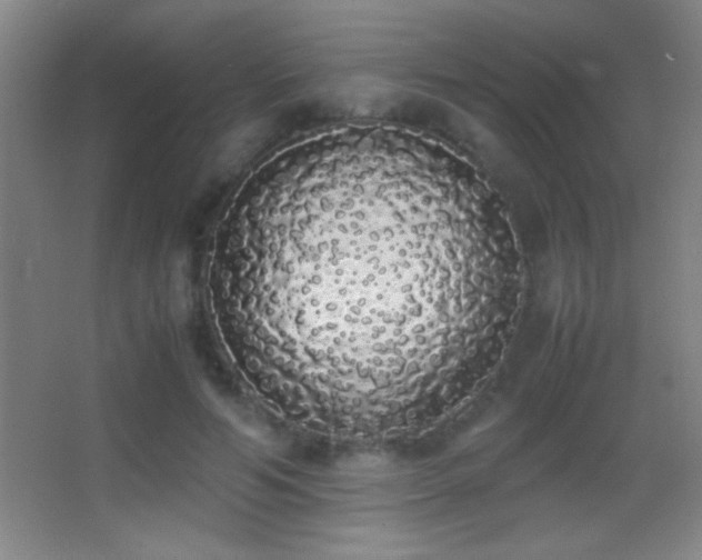 X0000062900594200601131402