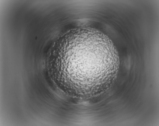 X0000062900602200601131402