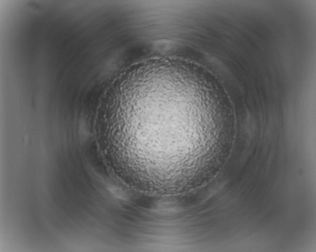 X0000062900606200601131402