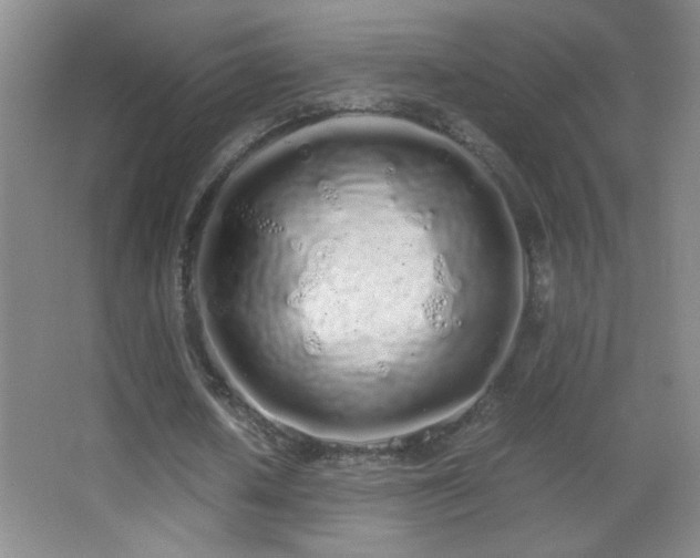 X0000062900626200601131401