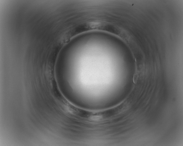 X0000062900653200601131401