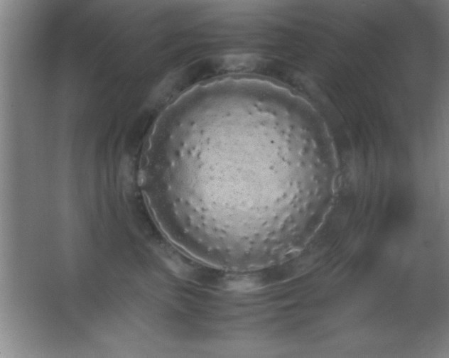X0000062900667200601131402
