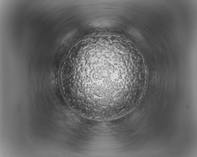 X0000062900966200601131356