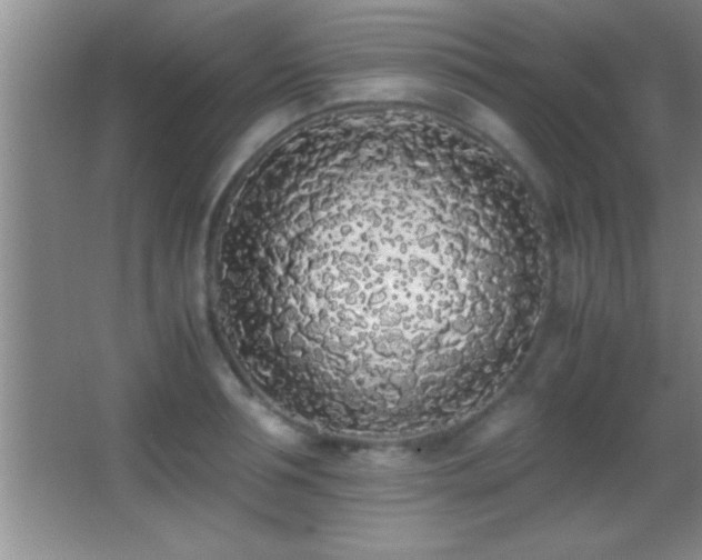 X0000062900994200601131355