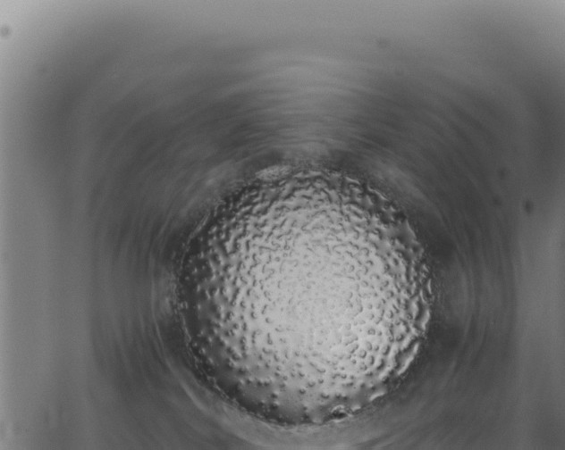 X0000062900038200601171551