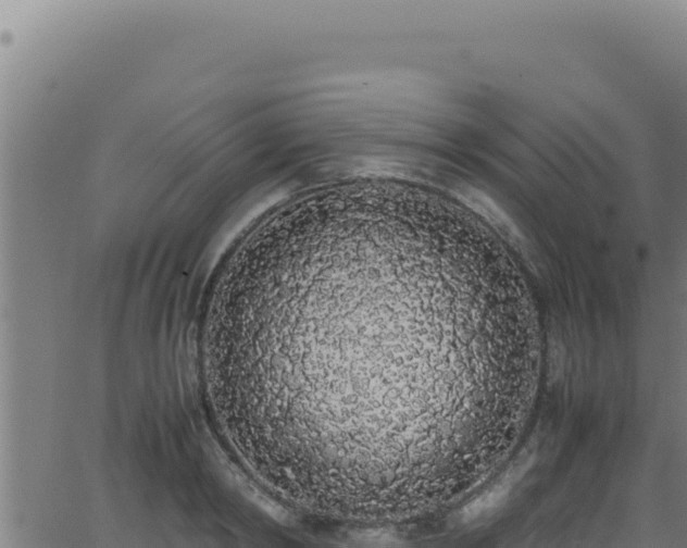 X0000062900798200601171538