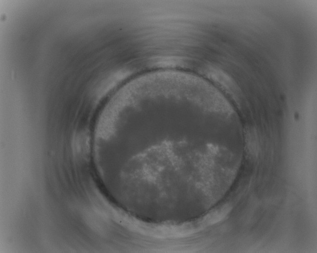 X0000062900016200601201922