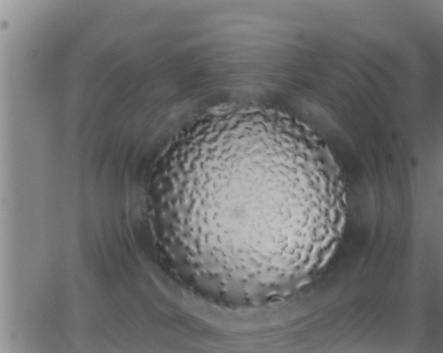 X0000062900038200601201922