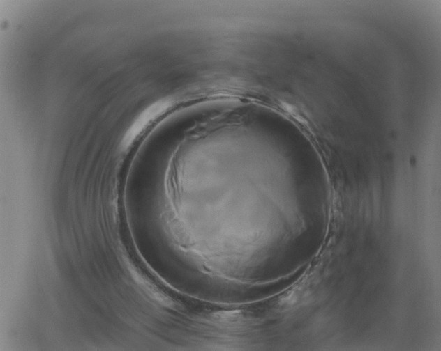 X0000062900054200601201921