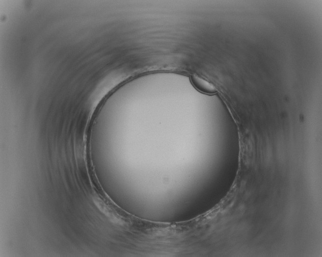 X0000062900100200601201921