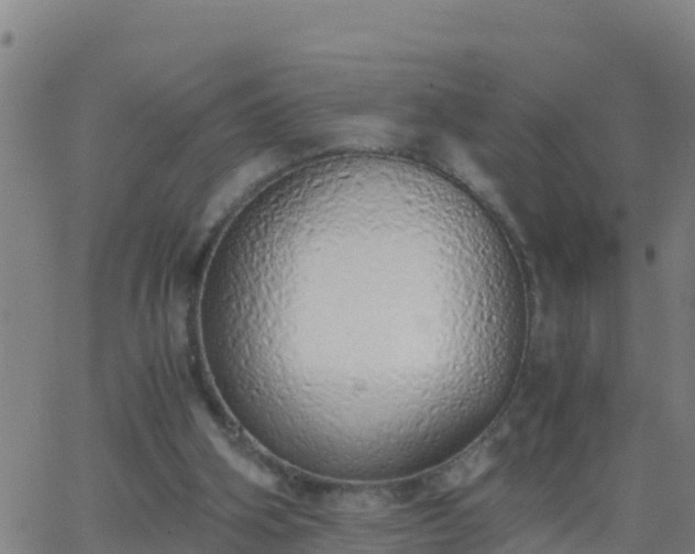 X0000062900106200601201921