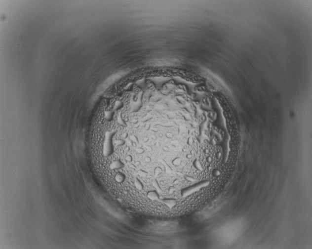 X0000062900155200601201920