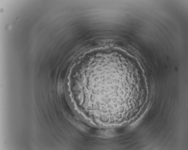 X0000062900191200601201920