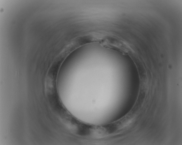 X0000062900215200601201919