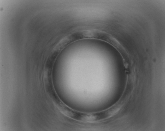 X0000062900217200601201919