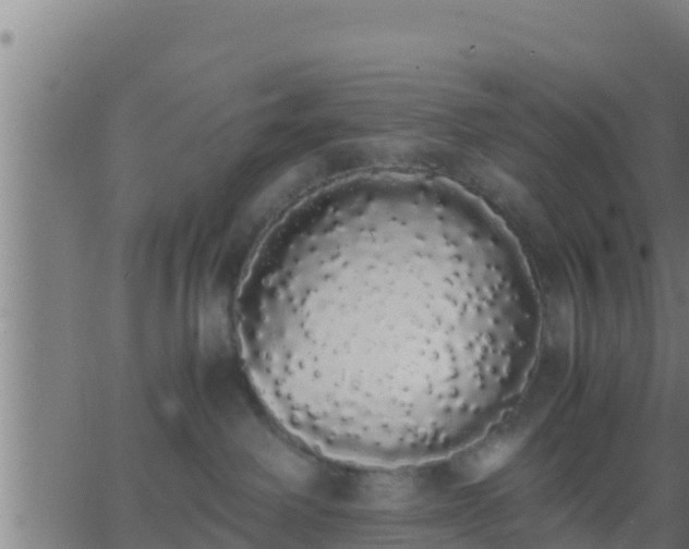 X0000062900238200601201919