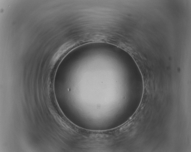 X0000062900242200601201918