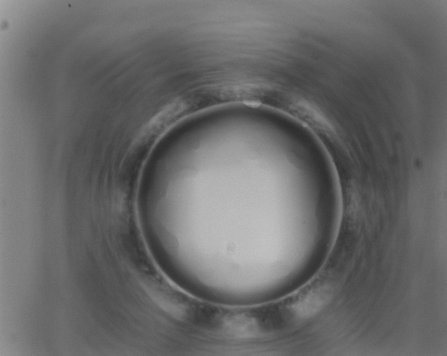 X0000062900258200601201918