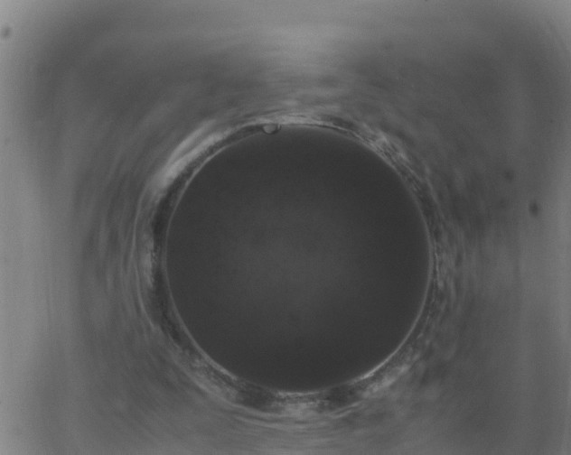 X0000062900295200601201918