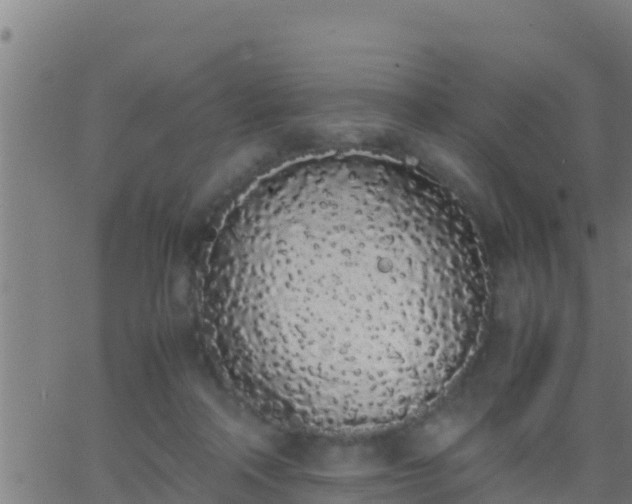 X0000062900314200601201918