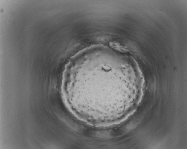 X0000062900363200601201917