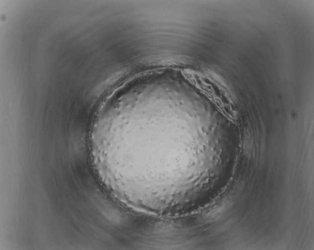 X0000062900394200601201916