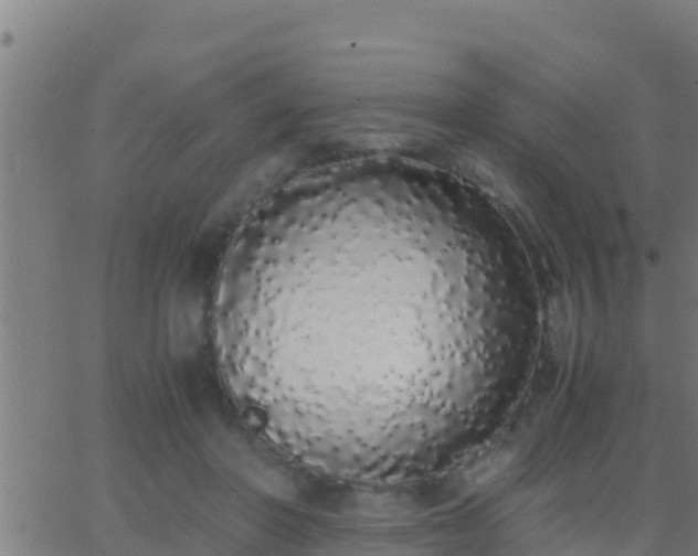 X0000062900406200601201916