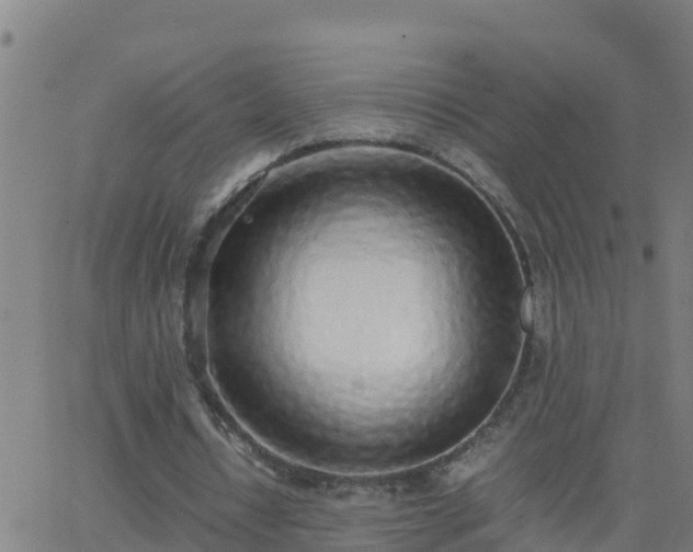 X0000062900434200601201915