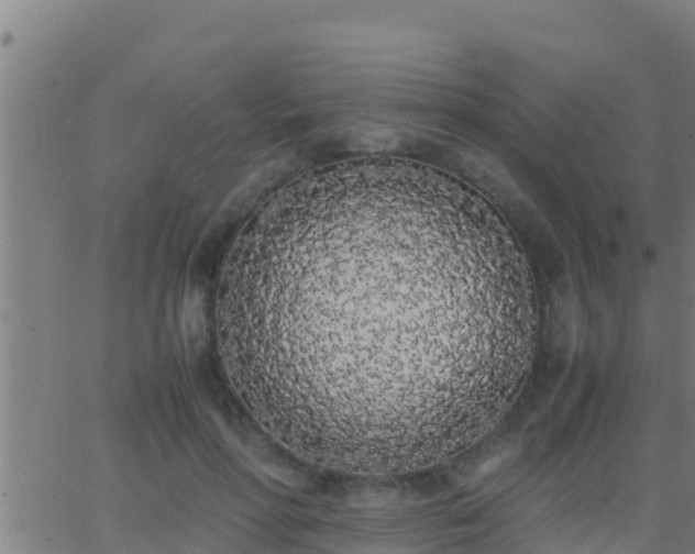 X0000062900598200601201913