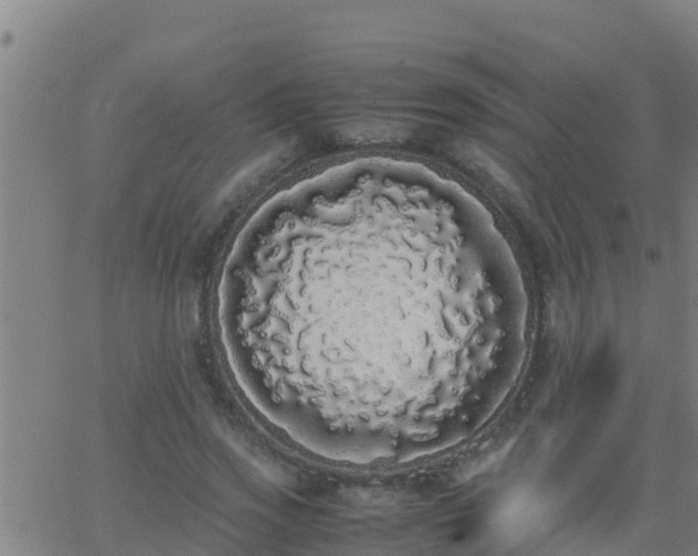 X0000062900733200601201910