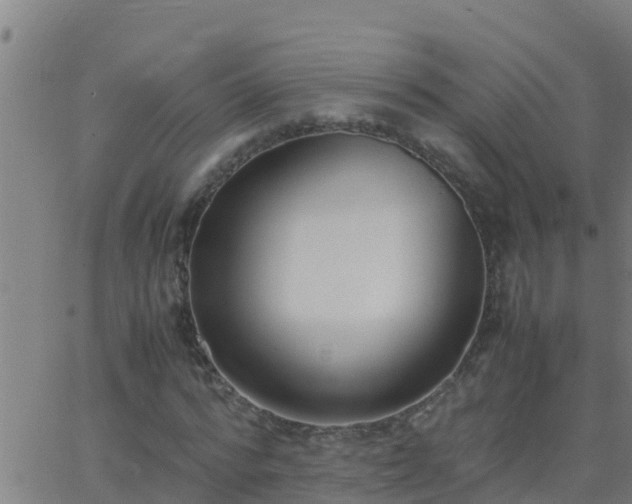 X0000062900776200601201910