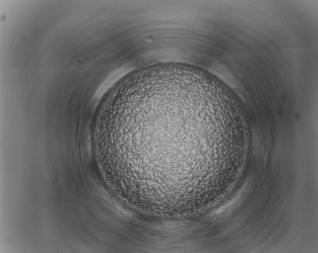 X0000062900782200601201910