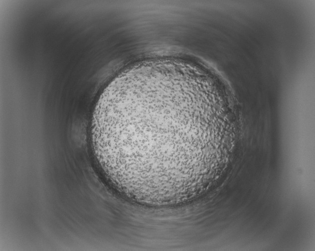 X0000062900010200601271725