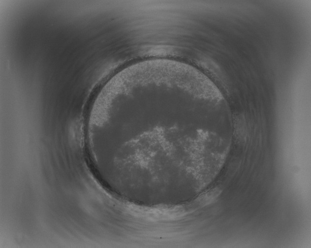 X0000062900016200601271725