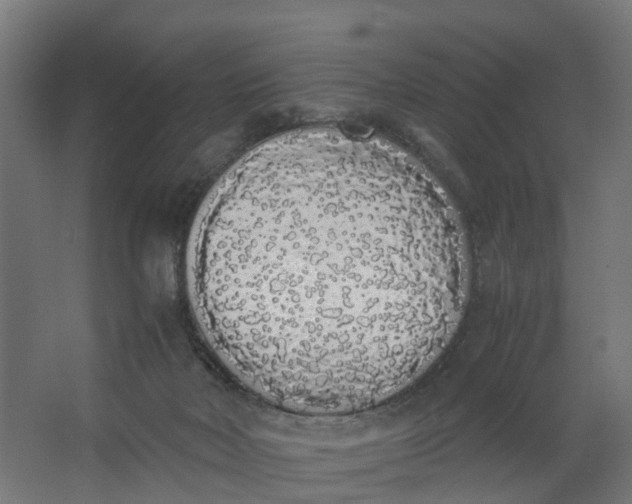 X0000062900026200601271725