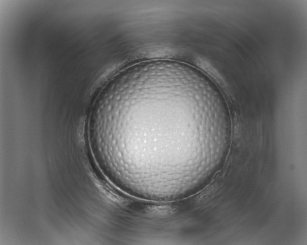 X0000062900058200601271724