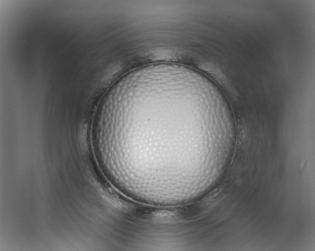 X0000062900066200601271724