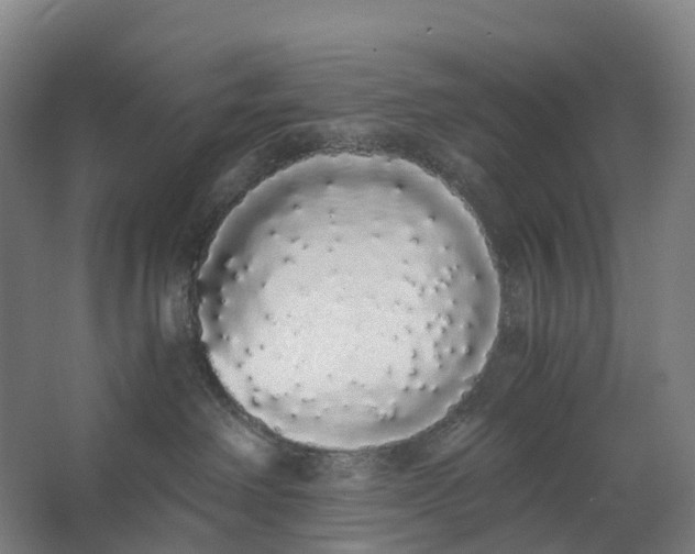 X0000062900238200601271722