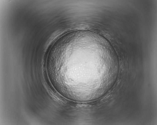 X0000062900242200601271721