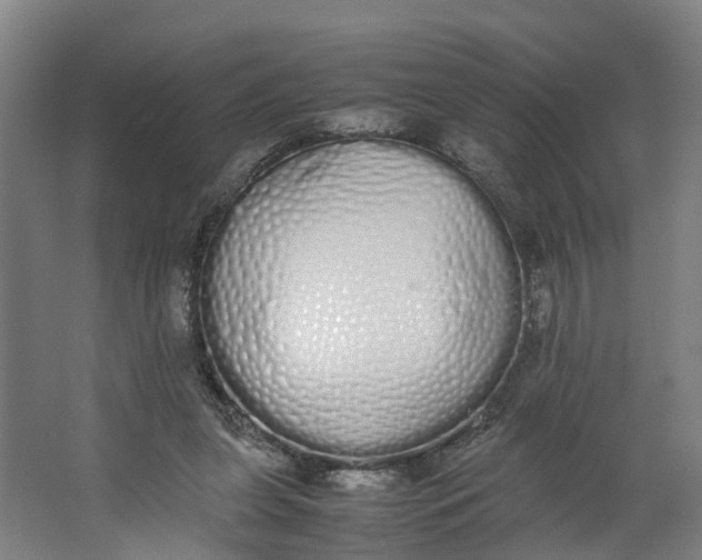 X0000062900255200601271721