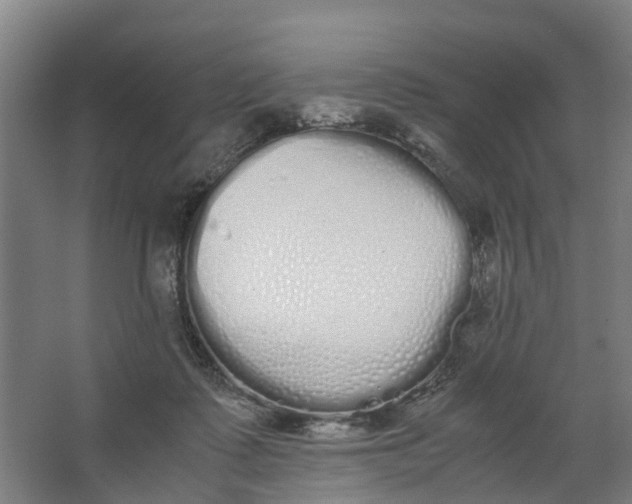 X0000062900315200601271720